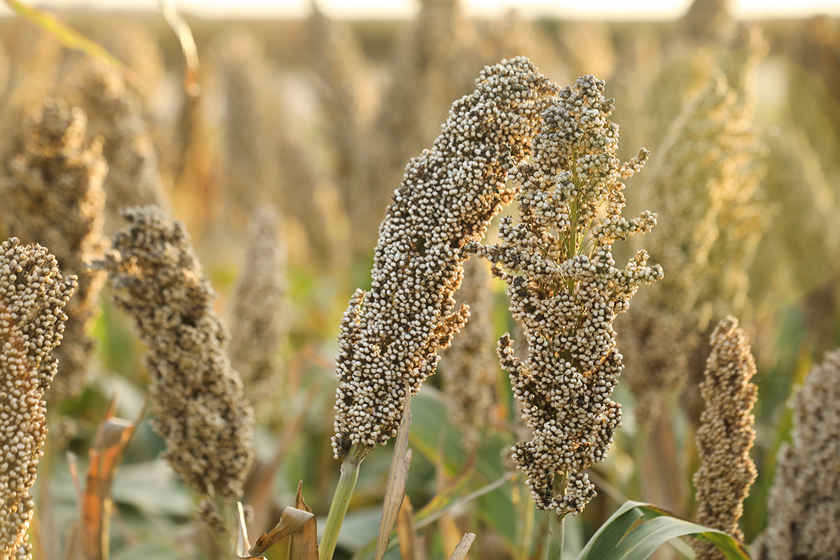 White Sorghum