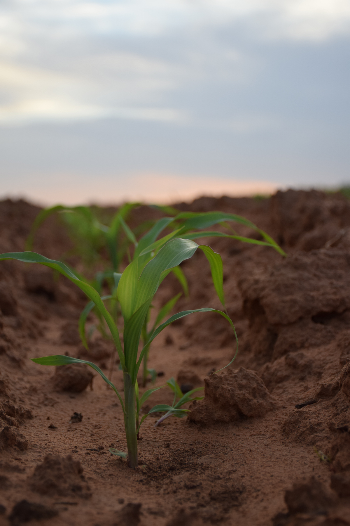 Young Sorghum